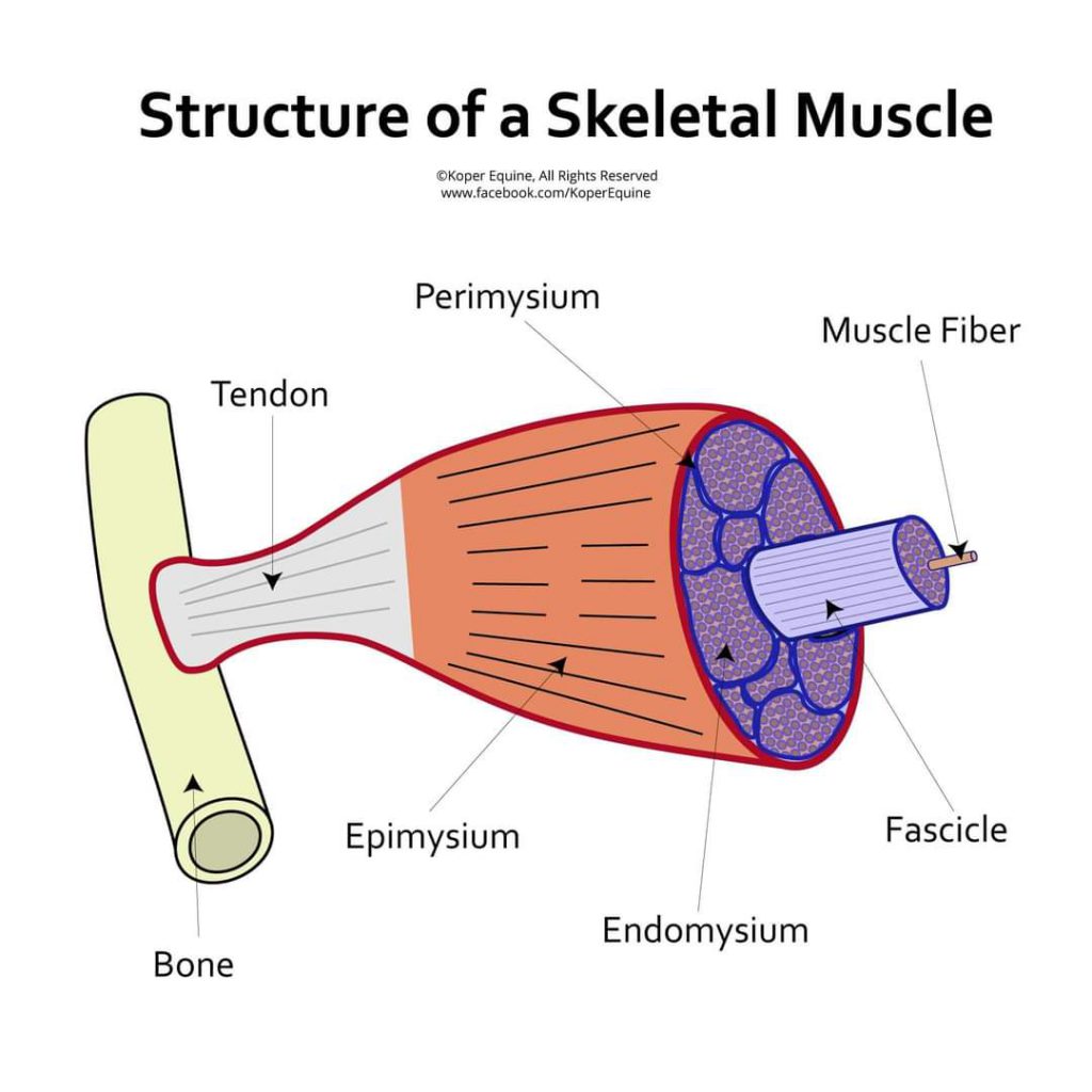structure of a skeletal muscle